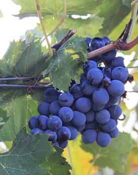 Sangiovese