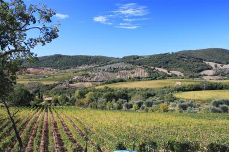 Terralsole vineyard